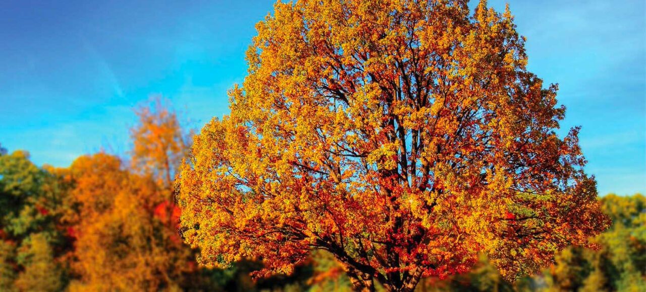 A tree in the fall with bright orange and red foliage