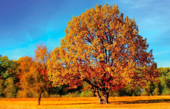 A tree in the fall with bright orange and red foliage