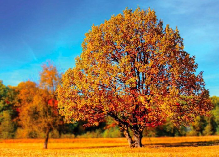 A tree in the fall with bright orange and red foliage