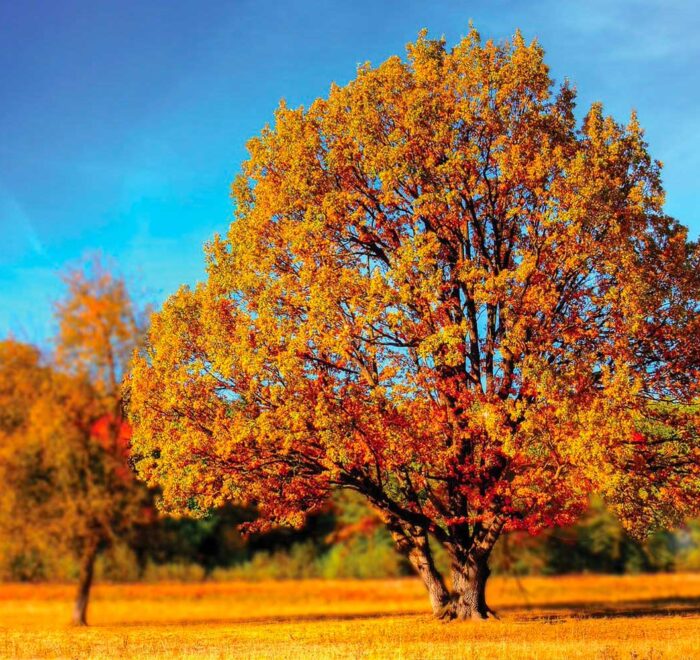 A tree in the fall with bright orange and red foliage