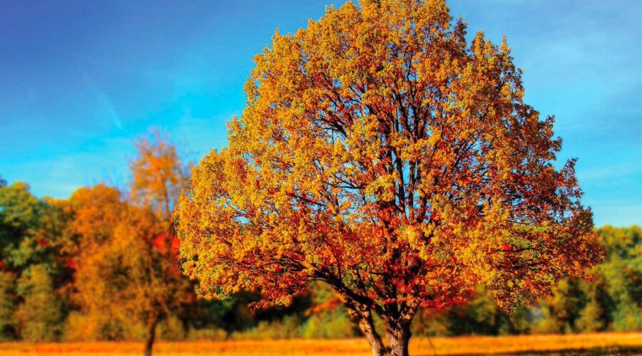A tree in the fall with bright orange and red foliage