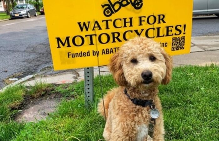 Attorney Christina Gullo's adorable dog, Judge, standing in front of an ABATE lawn sign that says "Look Twice Save a Life. Watch Out for Motorycycles!"