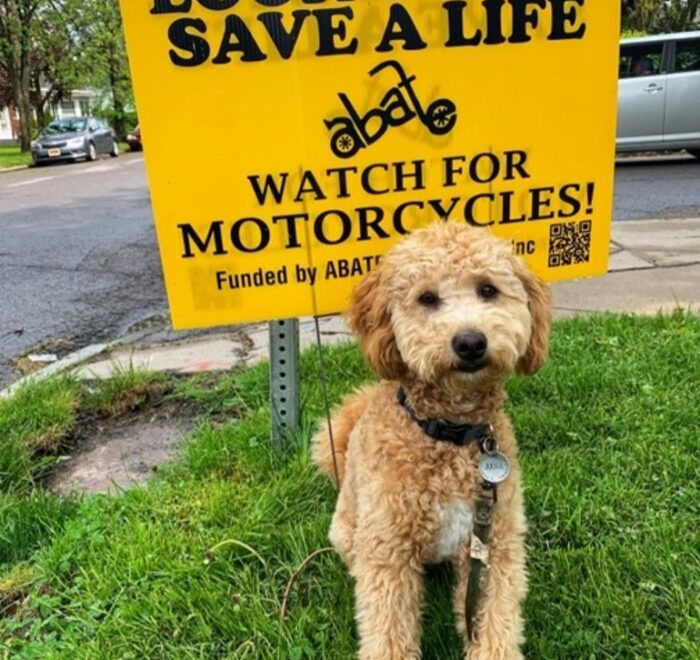 Attorney Christina Gullo's adorable dog, Judge, standing in front of an ABATE lawn sign that says "Look Twice Save a Life. Watch Out for Motorycycles!"