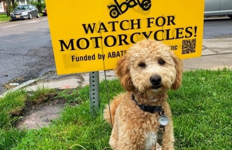 Attorney Christina Gullo's adorable dog, Judge, standing in front of an ABATE lawn sign that says "Look Twice Save a Life. Watch Out for Motorycycles!"