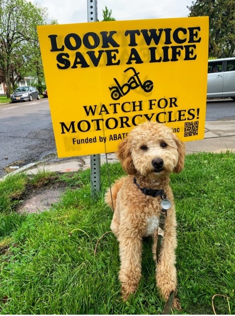 Attorney Christina Gullo's adorable dog, Judge, standing in front of an ABATE lawn sign that says "Look Twice Save a Life. Watch Out for Motorycycles!"