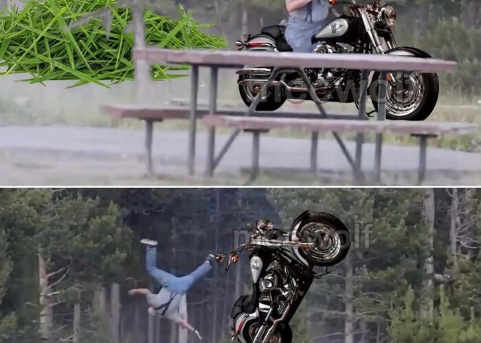 Meme showing the grandpa that was thrown in the air by a Yellowstone bison, riding a Harley-Davidson, and now being thrown in the air by a big pile of lawn clippings. It's meant to be funny, poking fun of the folks that think lawn clippings are very dangerous.